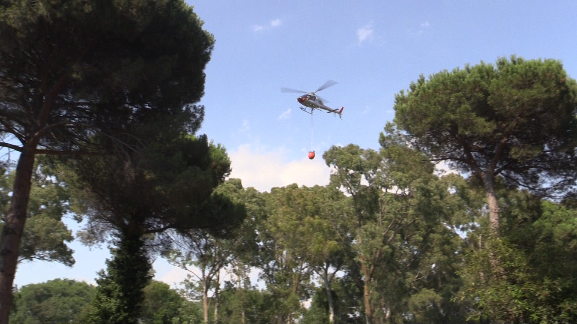 Ostia Rogo Alla Pineta Delle Acque Rosse In Fiamme Un Ettaro Di